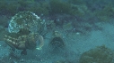 BLENNIES