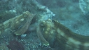 BLENNIES