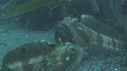 BLENNIES