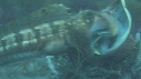 BLENNIES