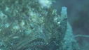BLENNIES