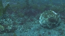 BLENNIES