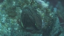 BLENNIES