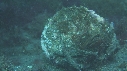 BLENNIES