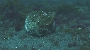 BLENNIES