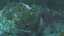 BLENNIES