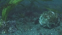 BLENNIES
