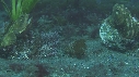 BLENNIES