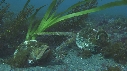 BLENNIES