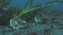 BLENNIES