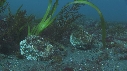 BLENNIES