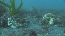 BLENNIES