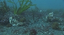 BLENNIES, POISSONS