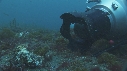 BLENNIES, PLONGEUR