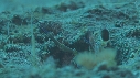 CREVETTE MANTA