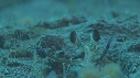 CREVETTE MANTA