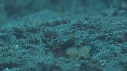 CREVETTE MANTA
