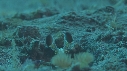 CREVETTE MANTA