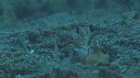 CREVETTE MANTA