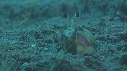 CREVETTE MANTA