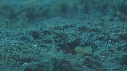 CREVETTE MANTA