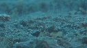 CREVETTE MANTA