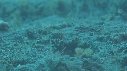 CREVETTE MANTA