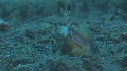 CREVETTE MANTA