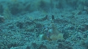 CREVETTE MANTA