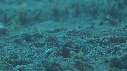 CREVETTE MANTA
