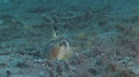 CREVETTE MANTA