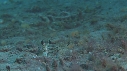 CREVETTE MANTA