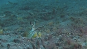 CREVETTE MANTA