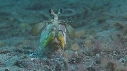 CREVETTE MANTA