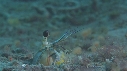 CREVETTE MANTA