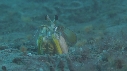 CREVETTE MANTA