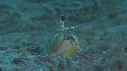 CREVETTE MANTA
