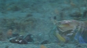CREVETTE MANTA