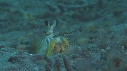 CREVETTE MANTA