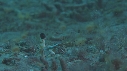 CREVETTE MANTA