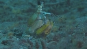 CREVETTE MANTA