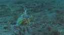 CREVETTE MANTA