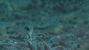 CREVETTE MANTA