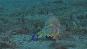 CREVETTE MANTA
