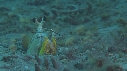CREVETTE MANTA