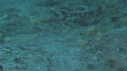CREVETTE MANTA