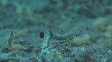 CREVETTE MANTA