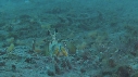 CREVETTE MANTA