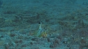 CREVETTE MANTA