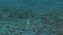 CREVETTE MANTA